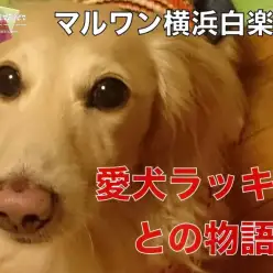 【 ファーストパートナー 】マルワン横浜白楽店トリマー飯島の愛犬物語！