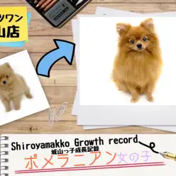 【 ポメラニアン 】城山っ子成長報告!2024年10月7日