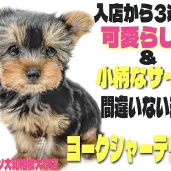 【 ヨークシャーテリア 】入店後3週間が経ち随所に成長が！生後2ヶ月半の姿！