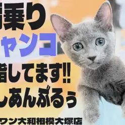 【 ロシアンブルー 】肩乗りニャンコを目指す超甘えん坊の生後3ヶ月の愛の成長記録