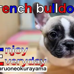 【 フレンチブルドッグ 】女子力アップの秘訣は月に1回のシャンプーなり！