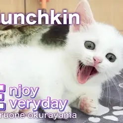 【 マンチカン 】猫はコタツで丸くなる！元気に冬を乗り切るための寒さ対策！