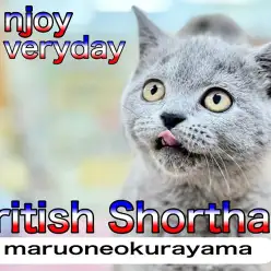 【 ブリティッシュショートヘア 】丸みが増してきた可愛い少女は寝顔も可愛かった!