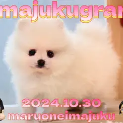【 イマジュクグラム 】速報！爆毛クリームポメラニアンの男の子が仲間入り！