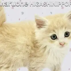 【 ノルウェージャンフォレストキャット 】バンビーノすぎる正統派イケメン！