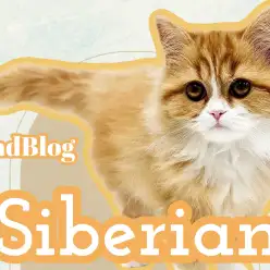 【 サイベリアン 】生後3ヶ月半を迎え、ルックスも性格も完璧な激カワキャット！