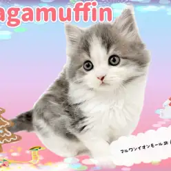 【 ラガマフィン 】埼玉でトップクラスの美猫！個性豊かな模様と美しい色合いに注目