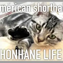 【 アメリカンショートヘア成長ログ 】様々な寝姿を見せてくれたアメショちゃん！