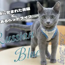【 ロシアンブルー 】全てを包み込む愛情深き穏やかな貴公子に成長中の2ndブログ
