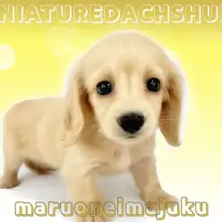 【 ミニチュアダックスフント 】イエローカラーの困り顔が愛らしい胴長短足の女の子