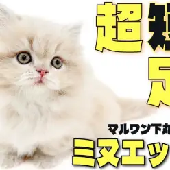 【 ミヌエット 】都内イチの短足？お腹が地面スレスレ？丸いシルエットが可愛い！