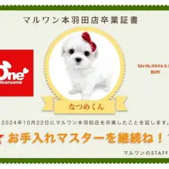 【 卒業記念 】マルチーズのなつめくん卒業おめでとう！今までの感謝を込めて