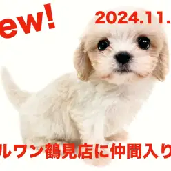 【 MIX 】新たに仲間入り！通称マルキャバちゃんの女の子！！