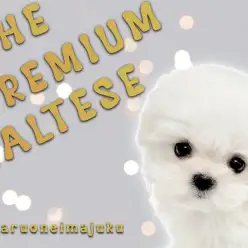 【 マルチーズ 】初心者ユーザー必見！2頭身ボディのプレミアムな小さめの女の子！