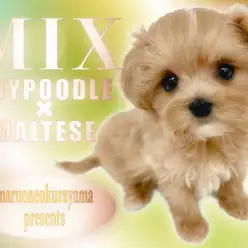 【 マルプー 】生後61日580g！超濃厚カラーと長いまつげのコンパクトガール！