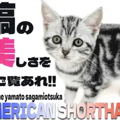 【 アメリカンショートヘア 】猫初心者必見!懐っこい性格は飼いやすさ抜群!