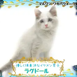 【 ラグドール 】おとなしめの慎重派で隠れ甘えん坊な癒し系猫ちゃん