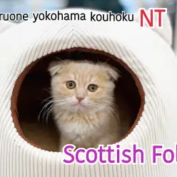 【 スコティッシュフォールド 】 垂れ耳スコ！優しい色合いクリームダビーの女の子