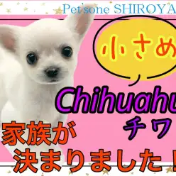 【 チワワ 】次は見逃さないで！！愛嬌たっぷりなチワワちゃん