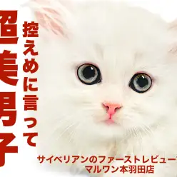 【 サイベリアン 】美少年コンテストナンバーワン確定！クリームカラーの貴公子降臨！