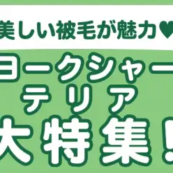 【 ヨークシャーテリア特集 】11/7現在在店中のヨーキーちゃん！最新動画は必見