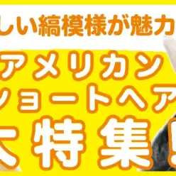 【 アメリカンショートヘア特集 】11/7現在在店中の美猫ちゃん！最新動画付き！