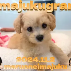 【 イマジュクグラム 】マルチーズとトイプードルの最強MIX！マルプーの女の子！