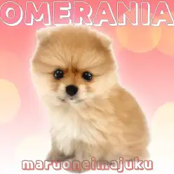 【 ポメラニアン 】目ヂカラ最強！オレンジカラーの癒し系たぬきポメ登場！