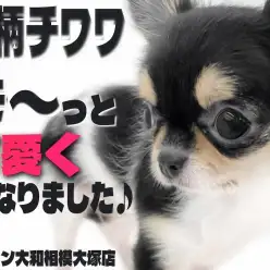 【 チワワ 】特徴的な牛柄と生後5ヶ月で体重900g台の小柄さは唯一無二の存在！