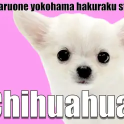 【 チワワ 】小さめでも元気いっぱい！好奇心旺盛で遊び好きな女の子