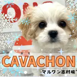 【 MIX 】プレミアムプリンス入店！最強に可愛いルックスのキャバションくん