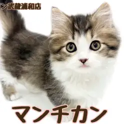 【 マンチカン 】抜群に可愛いお顔の短足にゃんこが埼玉に登場！！