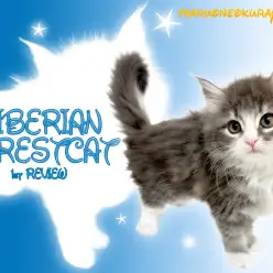 【 サイベリアン 】ため息が出るほどに美しいブルーコートと美貌の持ち主！