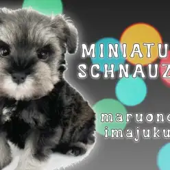 【 ミニチュアシュナウザー 】超温厚！ソルト＆ペッパーが美しい甘えん坊の男の子！