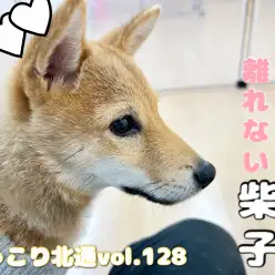 【 ほっこり北通vol.128 】クール要素0！デレ100％の柴犬ちゃん！