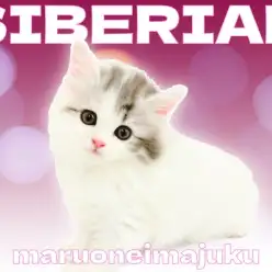 【 サイベリアン 】甘えん坊代表！幸福を呼ぶハチワレマークの目ヂカラ最強な女の子