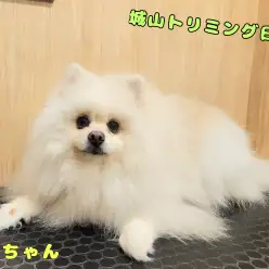 【 城山トリミング】城山トリミング日和No.21『コマちゃん』
