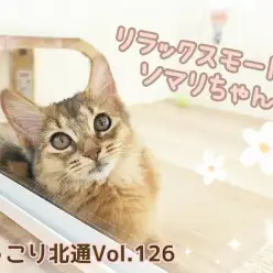 【 ほっこり北通Vol.126 】リラックスモードのソマリちゃん