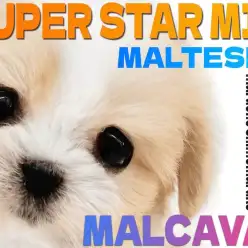 【 MIX 】2024年の主役は遅れてやってきた？最高峰に可愛いマルキャバ登場！