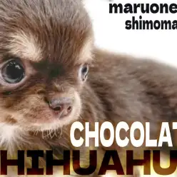 【 チワワ 】小さめサイズにチョコタンカラー！人気要素がギュッと詰まった女の子！