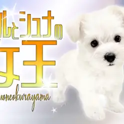 【 マルシュナ 】超希少MIX！煌びやかなホワイトコートが眩しい雪の女王！