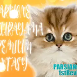 【 ペルシャ 】ドールフェイス！猫界のプレミアムクイーン降臨！