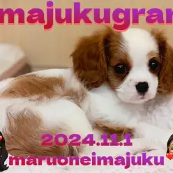 【 イマジュクグラム 】どんどんかわいく成長中のキャバリアちゃま最新動画！