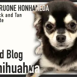 【 チワワ 】お友達と一緒に社交性トレーニング中!凛々しく成長中のチワワちゃん!