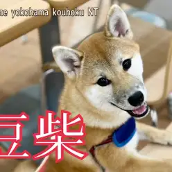 【 豆柴 】愛情たっぷりに育てた自慢の女の子、豆柴の生後6ヶ月の今をご紹介