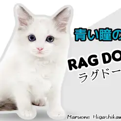 【 ラグドール 】整った顔立ちとクールな青い瞳！美猫なラグドール男の子！