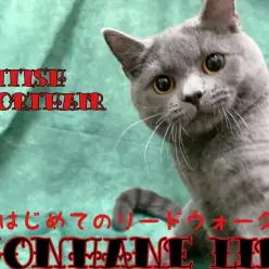 【 ブリティッシュショートヘア 成長ログ】猫散歩！初めてのリードウォークに挑戦！