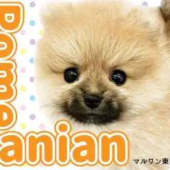 【 ポメラニアン 】たぬき系もこぐま系も可愛い！ダブル王道な最強ポメの女の子