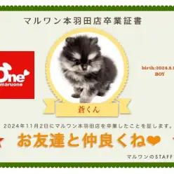 【 卒業記念 】ポメラニアンの蒼くん卒業おめでとう!今までの感謝を込めて