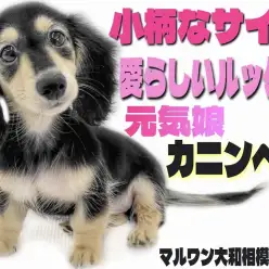 【 カニンヘン・ダックスフント 】生後3ヶ月の元気娘！小柄で可愛く飼いやすい！